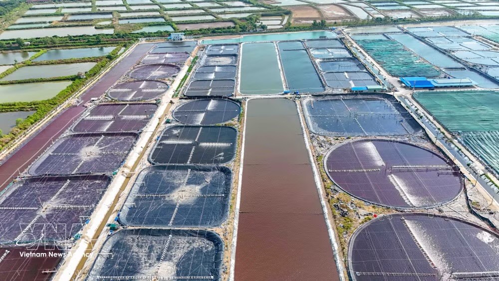 越南清洁水产股份公司的超高密度养虾养殖区。图：越通社