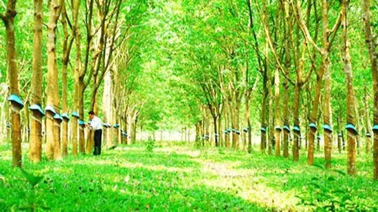 Chậm giải phóng mặt bằng do vướng đất trồng cao su