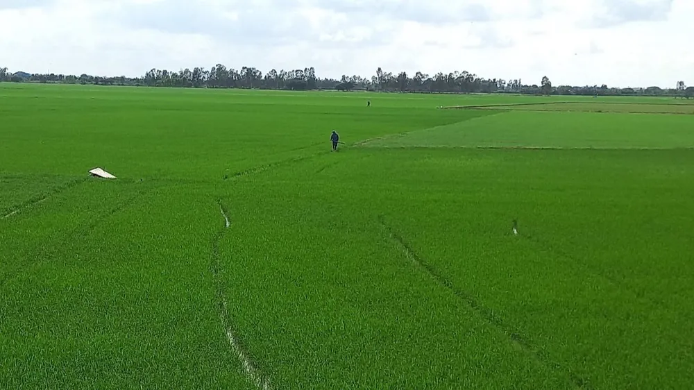 Nông dân ở xã Hưng Điền, huyện Tân Hưng, tỉnh Long An trên cánh đồng lúa