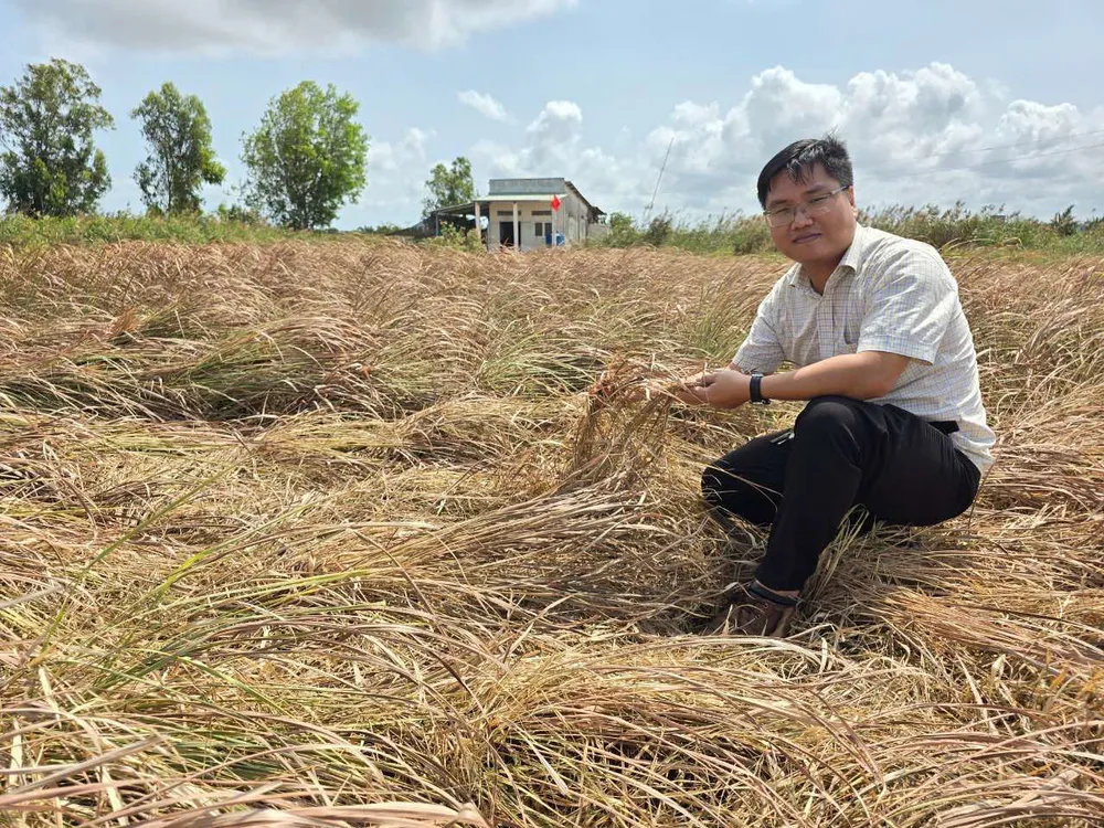 PSA - Ruộng sả.jpg