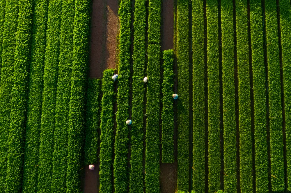 Phát triển xanh 20240918A.png