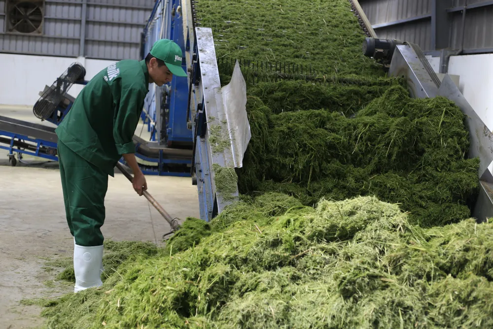 Dây chuyền máy xay, xát cỏ chạy bằng năng lượng tuần hoàn.JPG