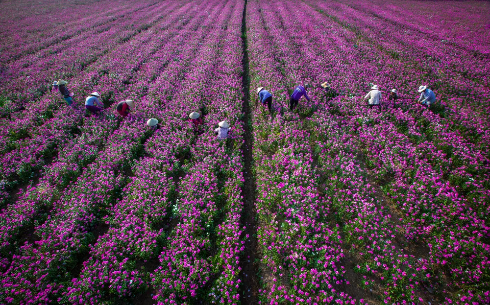 Thu hoạch trại hoa dừa cạn- chủ đề Nước ngon ngàn dặm.jpeg