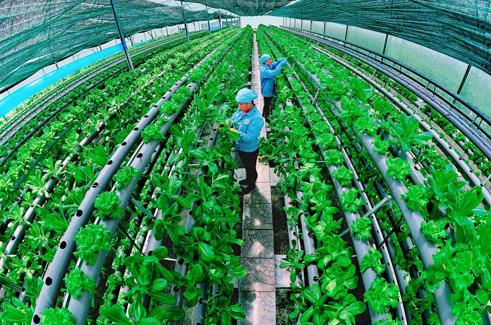 Trồng rau thuỷ canh- Chủ đề Phát triển xanh.jpeg