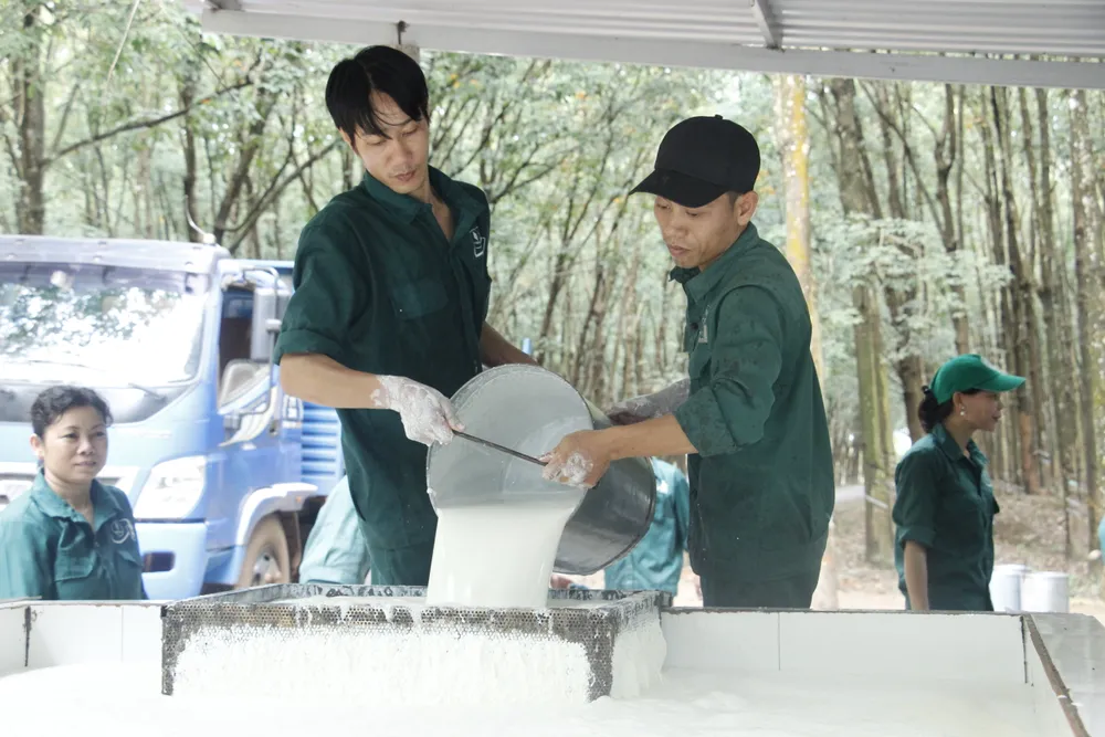 Mủ cao su là mặt hàng xuất khẩu chủ lực của Bình Phước.JPG