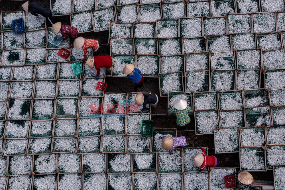 NK 27-3- Mùa cá cơm.jpeg