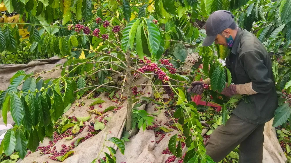 Nông dân xã Sơ Pai, huyện Kbang (tỉnh Gia Lai) thu hoạch cà phê vụ 2024-2025