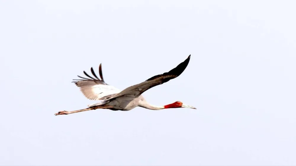 Đồng Tháp tiếp nhận 6 cá thể sếu đầu đỏ về Việt Nam vào tối 10-4