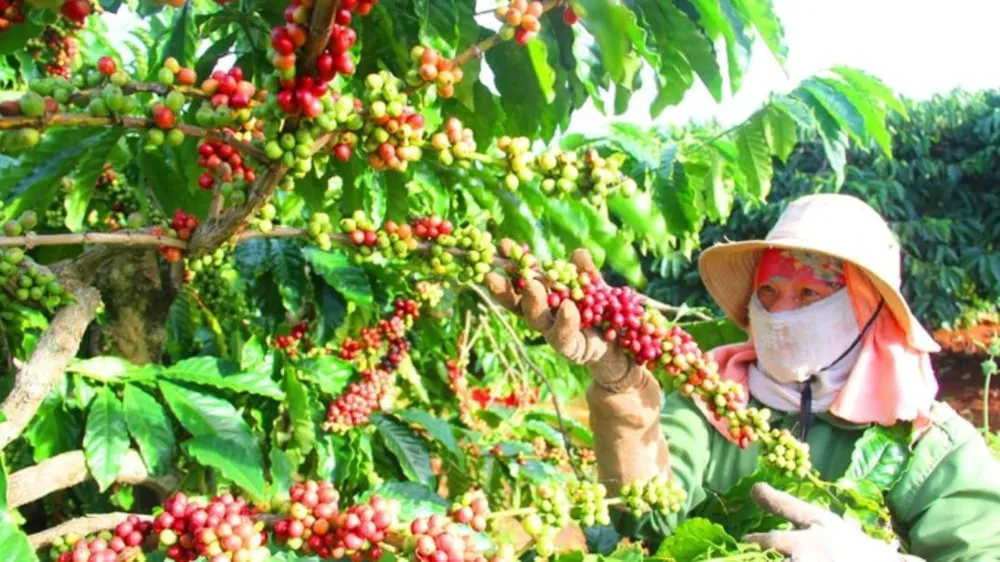 Cây giống cà phê ở Bình Phước tăng giá