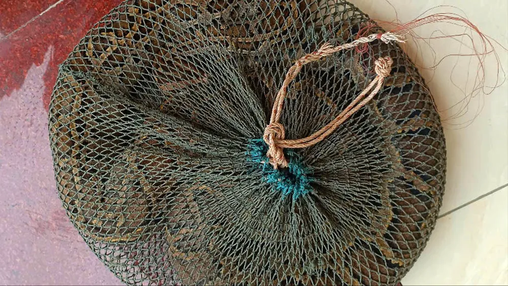 Trăn đất được bàn giao cho cơ quan chức năng để thả về tự nhiên 