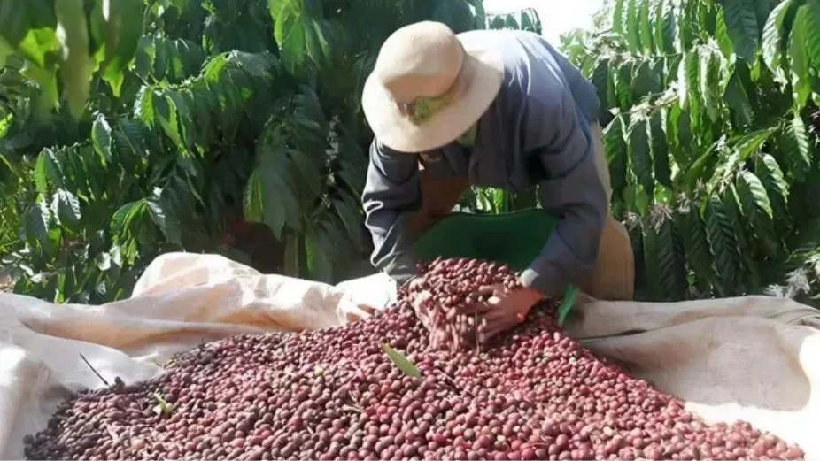 5 tháng đầu năm 2025, xuất khẩu cà phê Việt Nam đạt 4,2 tỷ USD 