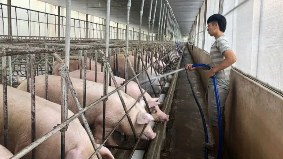 Chăm sóc heo tại trang trại Hoa Phượng (Vĩnh Cửu, Đồng Nai)