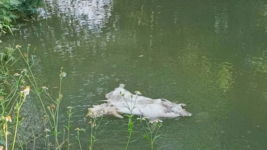 Tình trạng vứt xác heo chết thả trôi trên sông, các tuyến kênh gây ô nhiễm môi trường