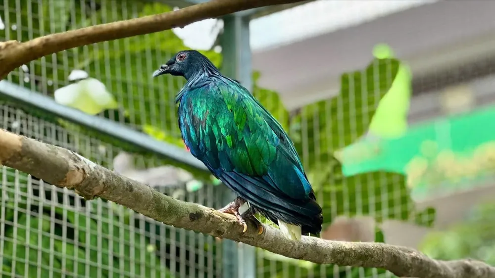 Chim bồ câu Nicoba quý hiếm đang được chăm sóc tại Vườn quốc gia Côn Đảo