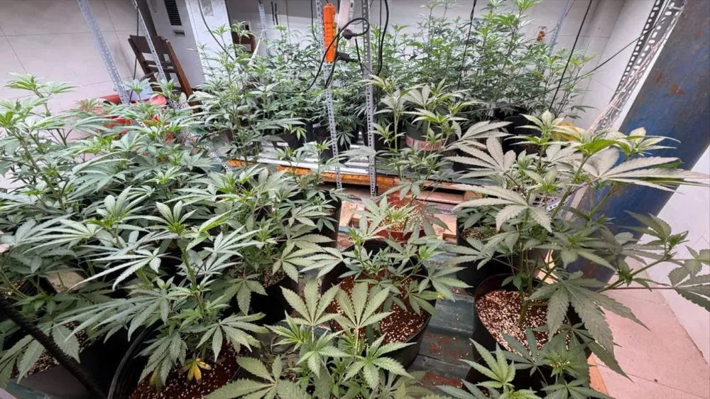 Công an TP Đà Nẵng phát hiện hàng chục cây cần sa trồng trái phép. Ảnh: CACC