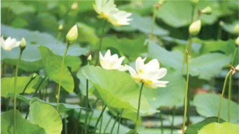 Tám ngọn gió Trường Sơn