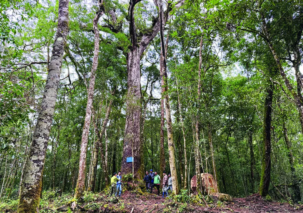ảnh 2-Cộng đồng cư dân sinh sống tại VQG Bidoup - Núi Bà và các đơn vị quản lý chung tay giữ gìn, bảo vệ quần thể thông hai lá dẹt quý hiếm.JPG
