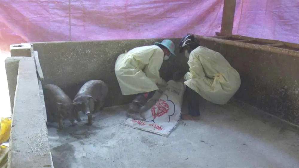 Lực lượng chức năng xử lý heo mắc dịch tả heo châu Phi tại xã Vĩnh Hưng, tỉnh Tây Ninh. Ảnh: QUANG VINH