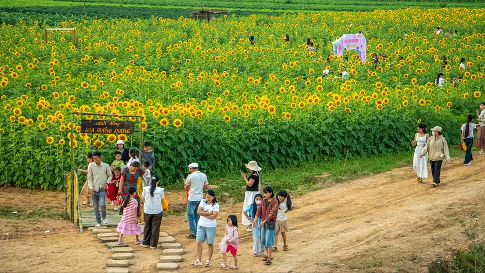 Cánh đồng hoa hướng dương ở xã Vu Gia (TP Đà Nẵng) khoe sắc giữa làng quê (ẢNH: XUÂN QUỲNH)