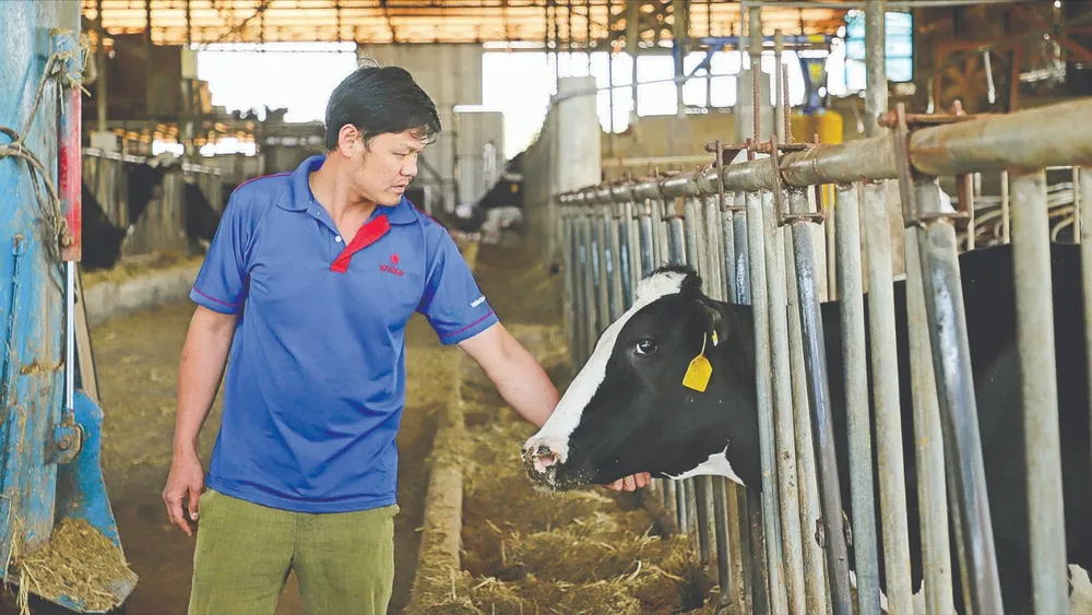 Nhiều gia đình tại xã Đơn Dương, tỉnh Lâm Đồng có nguồn thu nhập cao từ chăn nuôi bò sữa