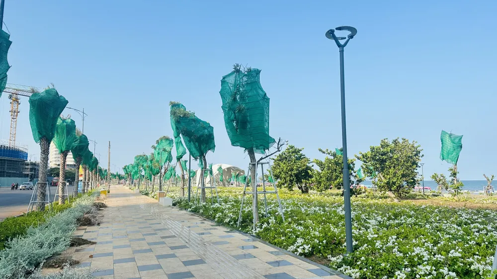 Chưa gỡ bọc cho cây