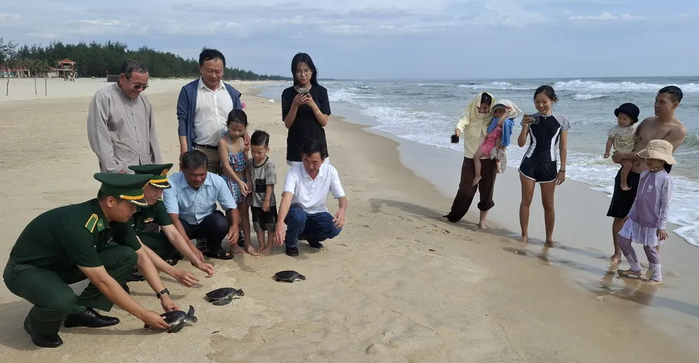 Thả 3 cá thể Vích về môi trường biển