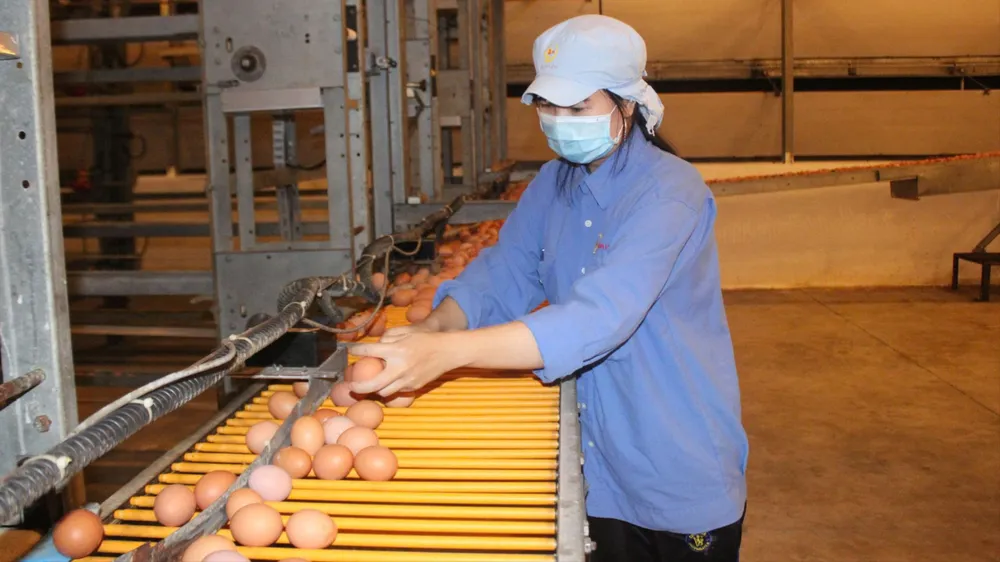 Giá trứng gà rớt mạnh