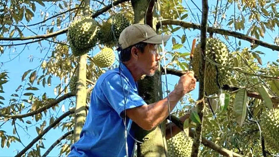 Nghề gõ sầu riêng (ẢNH: MY NGUYỄN)