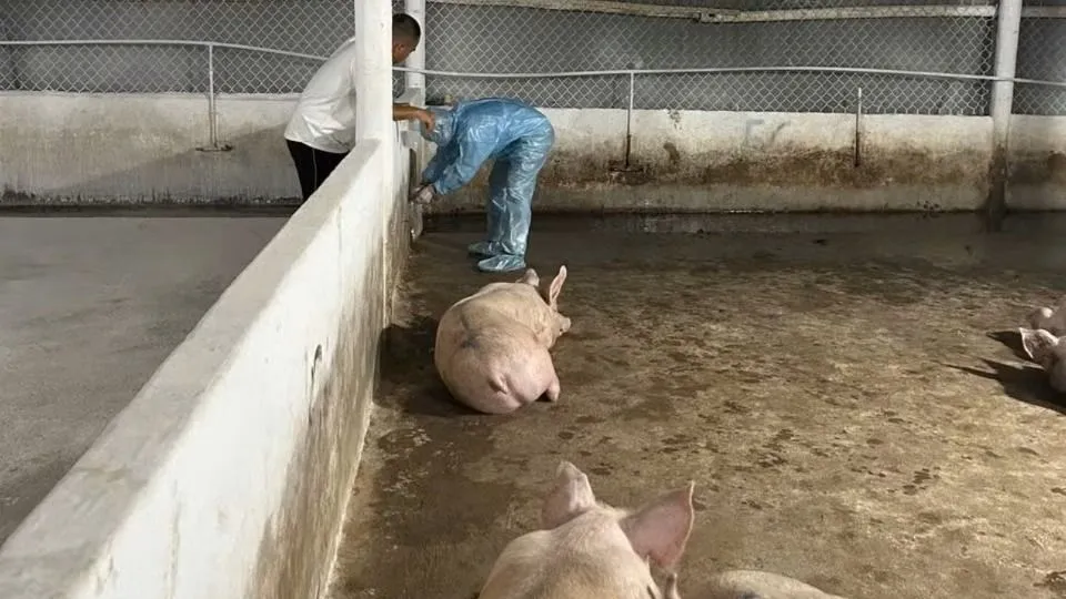 Cán bộ thú y lấy mẫu kiểm tra tại cơ sở chăn nuôi heo trên địa bàn TP Đồng Nai. Ảnh: CTV