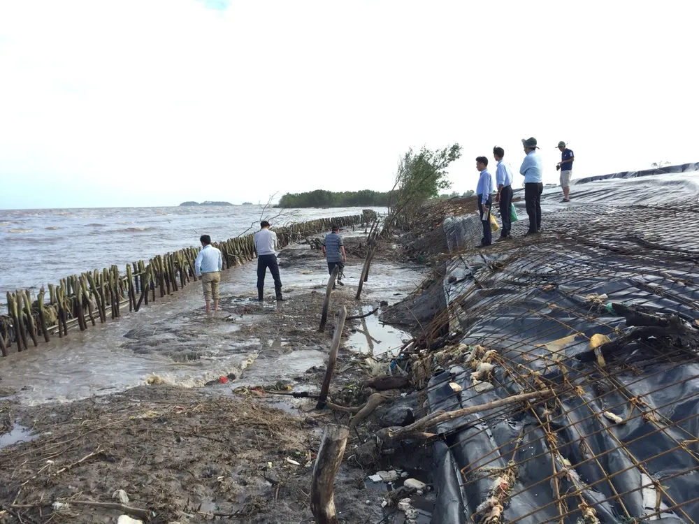 Khẩn cấp cứu hộ đê biển Tây tỉnh Cà Mau ảnh 1