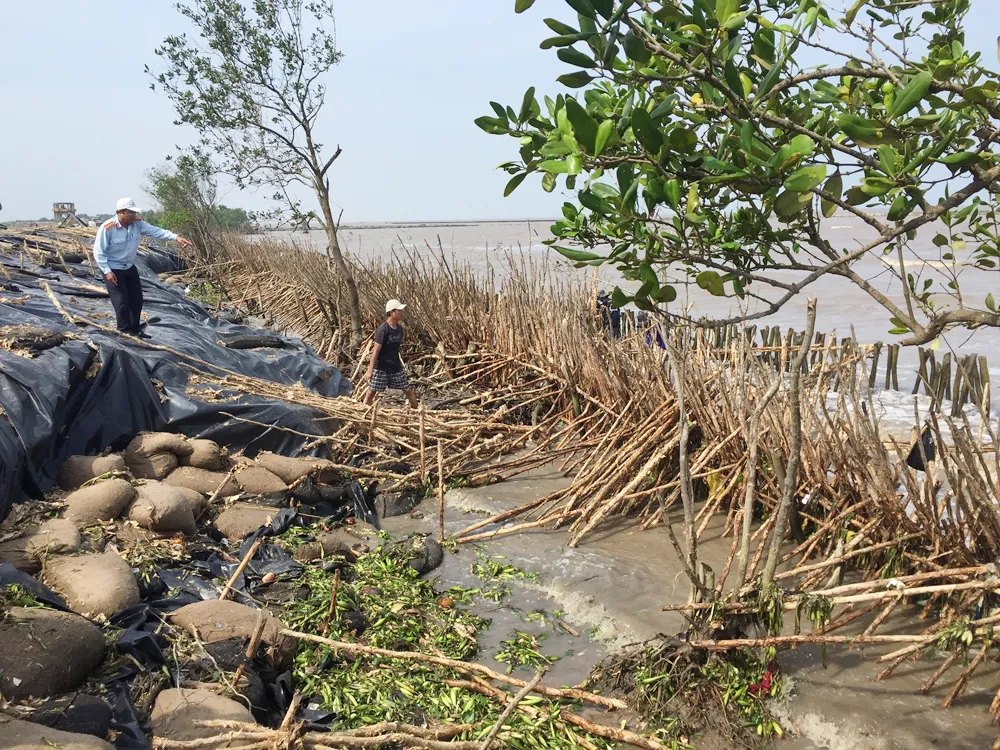 Cà Mau khẩn cấp đầu tư xây kè chắn sóng bờ biển Đông  ảnh 2