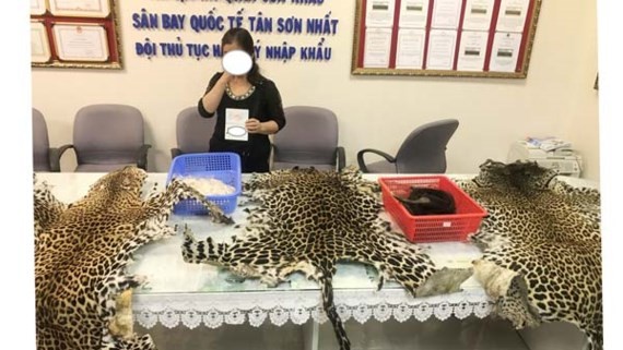 Customs officers seize over 4kg elephant tusks