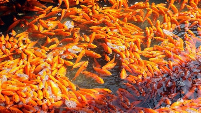 Young carp cling together in a pond (Photo: VNA)