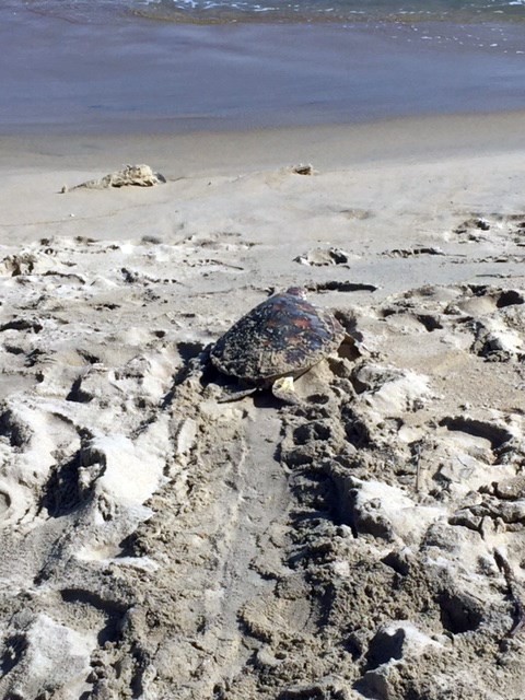 The turtle returns to the sea (Photo: baotainguyenmoitruong.vn)