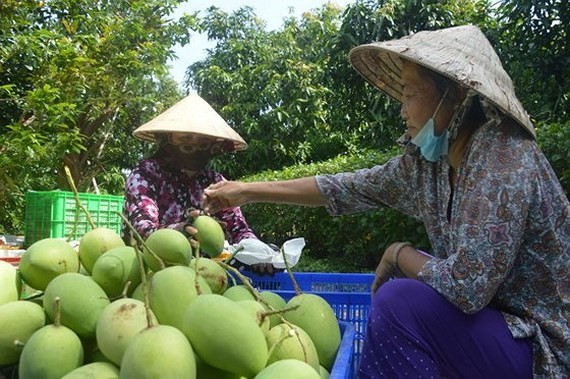 Vietnam officially begins mango exports to US