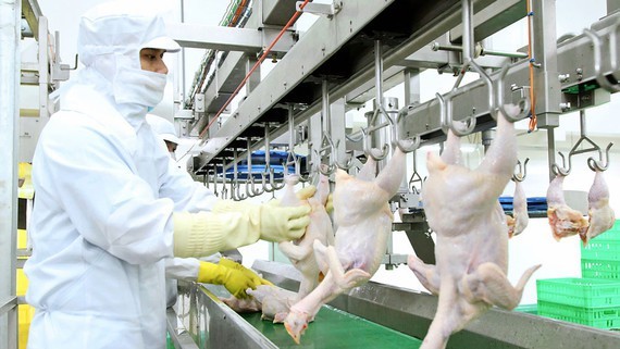 Complicated paperwork causes stagnation of slaughterhouse construction