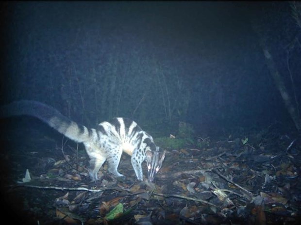 The image of a civet (Chrotogale owstoni) captured by camera traps (Photo: VNA)