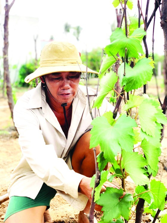 Two siblings start business by growing grape in Mekong Delta  ảnh 1