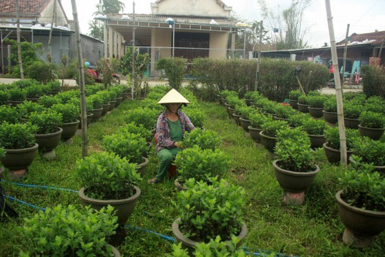 Growers in Central Vietnam restore ornamental flower after flood for Tet market ảnh 2
