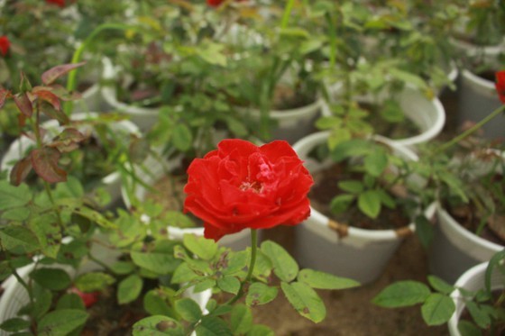 Growers in Central Vietnam restore ornamental flower after flood for Tet market ảnh 3