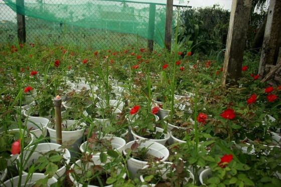 Growers in Central Vietnam restore ornamental flower after flood for Tet market ảnh 4