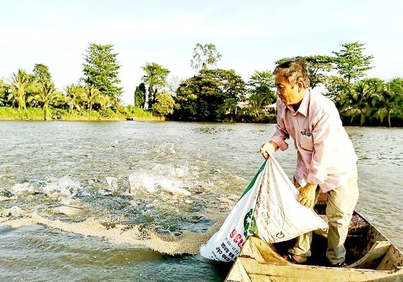 Feed price increase drives fish farmers to dispair ảnh 1