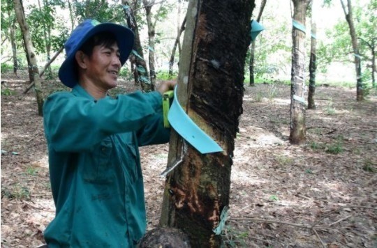 Vietnamese rubber producers benefit from higher prices in Q2