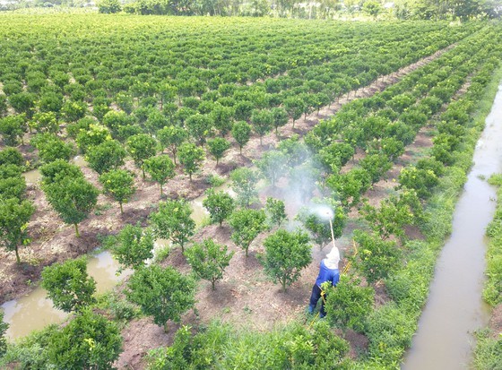 Vietnam ought to improve fruit quality for exports ảnh 1