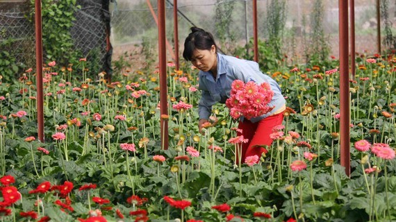 Da Lat veggies, flower prices spike after easing of restrictions ảnh 1
