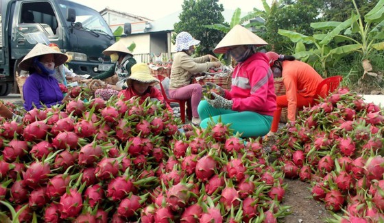 Export of dragon fruit to China by sea freight ảnh 1