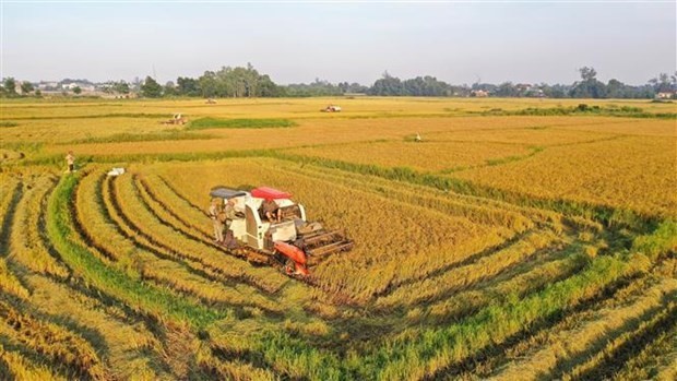 Fifth Vietnam Rice Festival underway in Vinh Long ảnh 1
