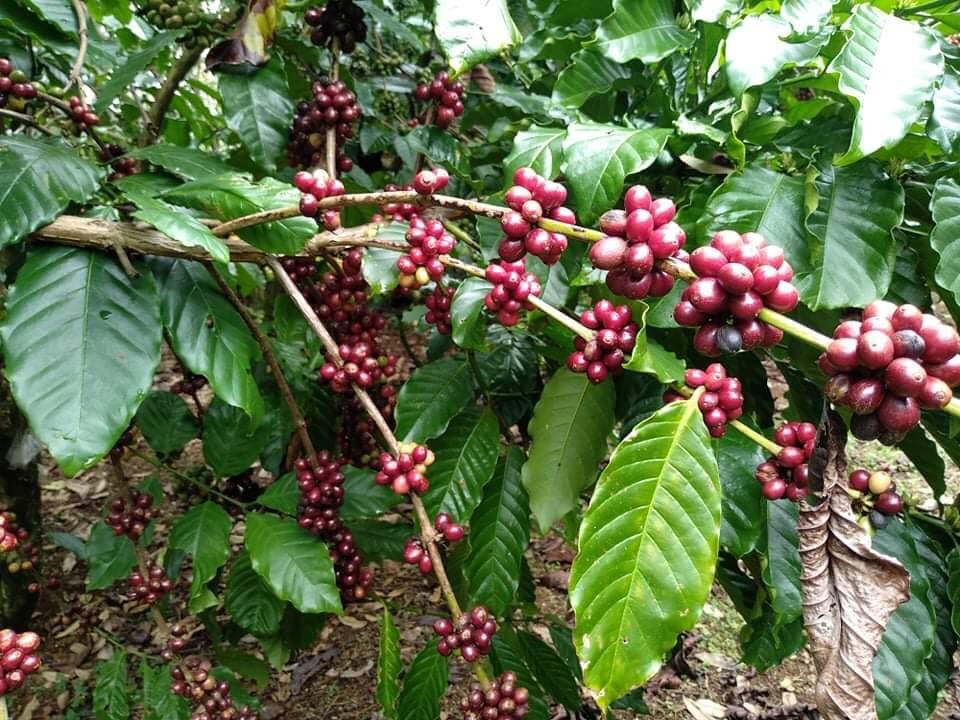 Farmers in Central highlands Vietnam turns to coffee landscape for better income ảnh 1