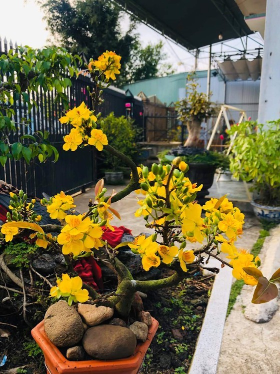 Billionaire village in Mekong Delta province ảnh 1