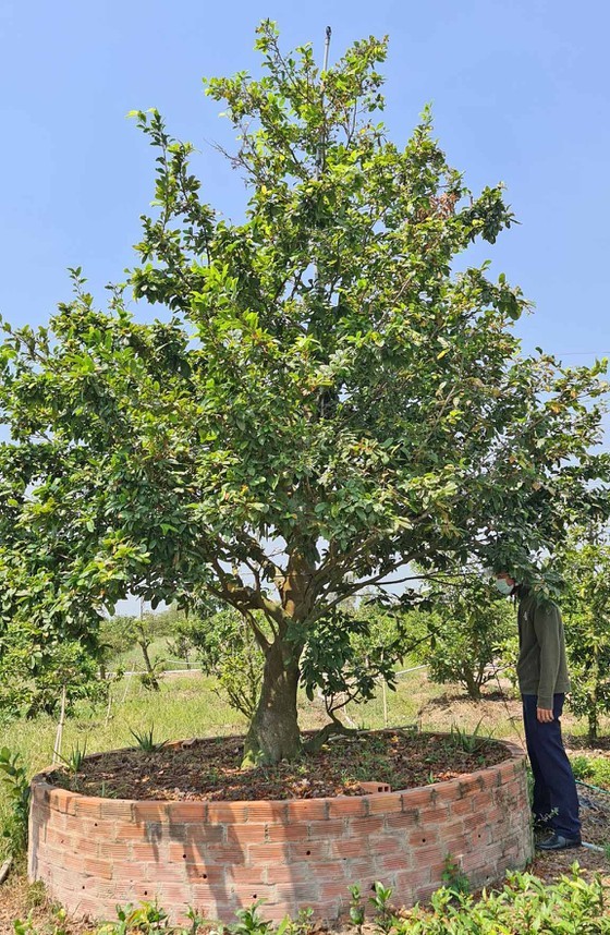 Billionaire village in Mekong Delta province ảnh 5